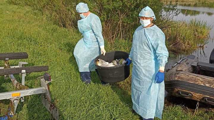 Очаг гриппа птиц купировали в Шарангском округе