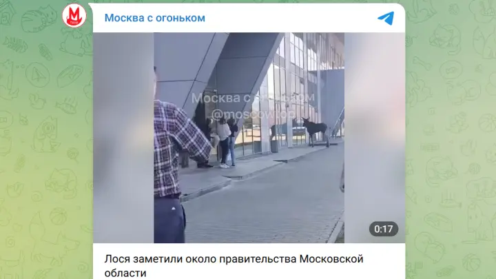 В Подмосковье развернули масштабные поиски двух лосей