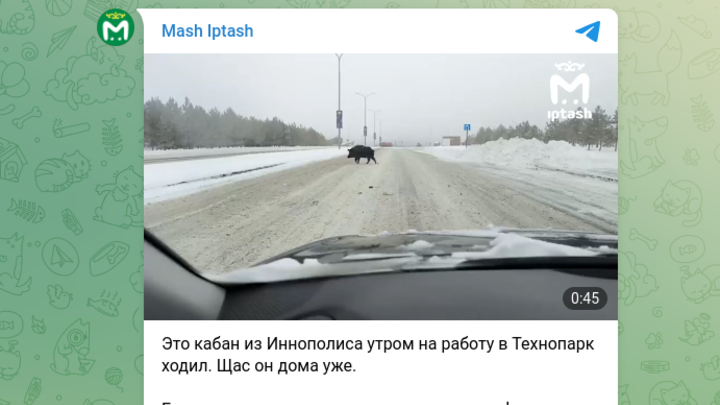 Огромный кабан на трассе под Казанью попал на видео по пути в ТЦ
