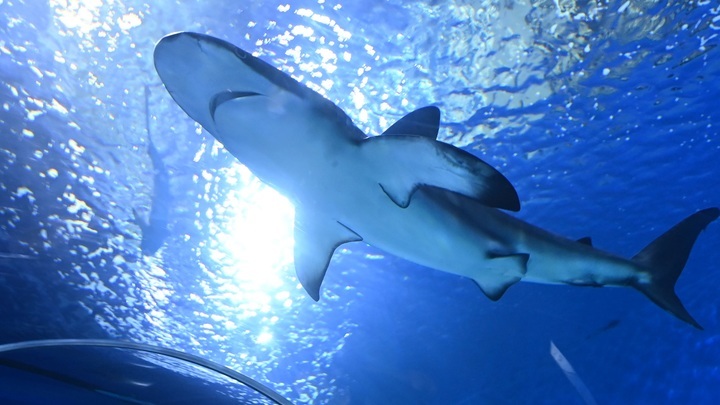 Американка спасла акулу-людоеда с мелководья на острове в штате Массачусетс