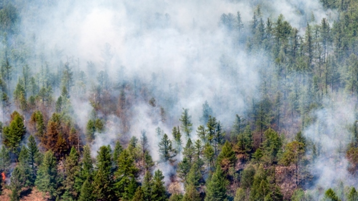В Кузбассе с начала года сгорело 40 гектаров леса