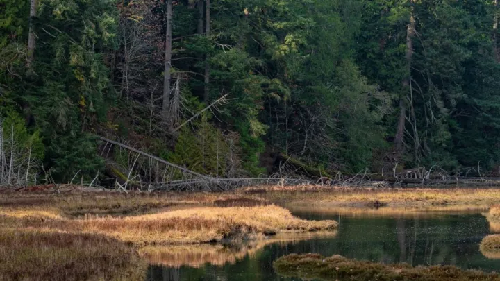 Красноярская тайга не оставила шанса? Эксперт рассказал, почему пропавшая семья могла исчезнуть бесследно