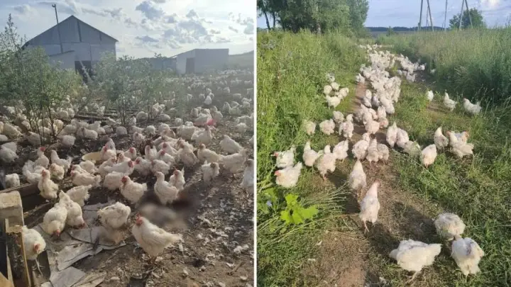 «Повсюду трупы куриц»: В Удмуртии пожаловались на нашествие кур