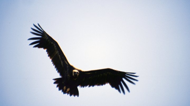 Раскрыта тайна выражения Гол как сокол: Птицы тут ни при чём