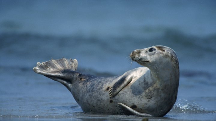 Счёт пошёл на тысячи тел: Минприроды Дагестана обновило данные по погибшим тюленям
