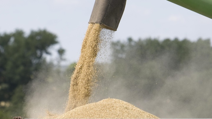 ООН пообещала снять ограничения на вывоз зерна из России
