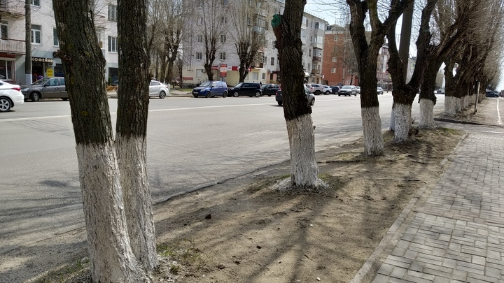 Во Владимире перестанут белить деревья и начнут стричь газоны