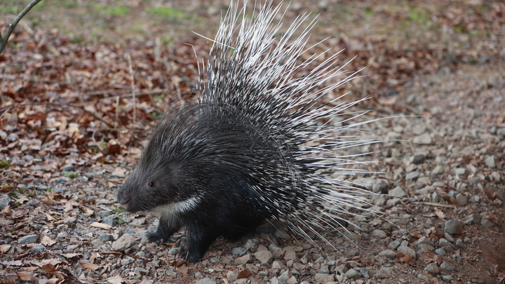 На Кубани сбежавший от хозяев дикобраз пытался перебежать автомобильную трассу