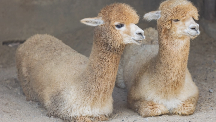 Сотрудники зоопарка вели себя как герои. Избежать потерь не удалось