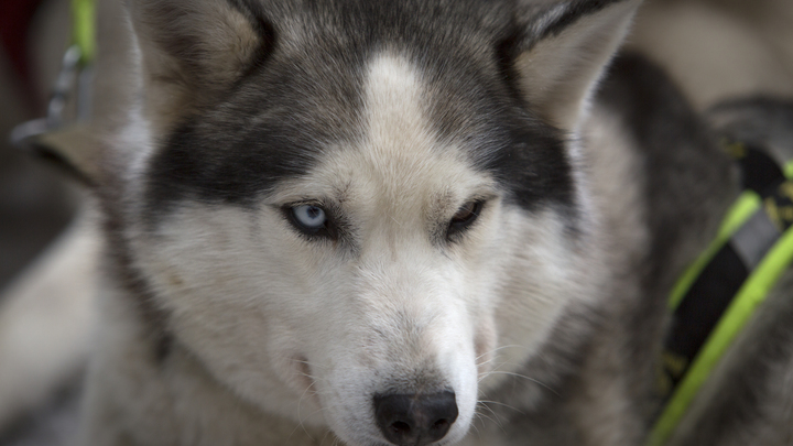В Адыгее браконьеры застрелили хаски рядом с палаткой туристов