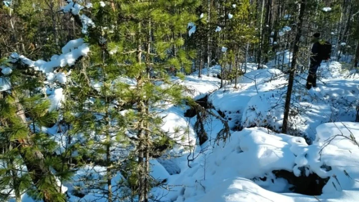 По пояс в снегу: как ищут Усольцевых в тайге, рассказали спасатели и волонтёры