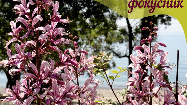 В Анапе распустился ядовитый цветок-огонь