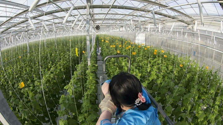Роскачество проверило продукцию 11 теплиц в семи регионах России и выявило нитраты с пестицидами