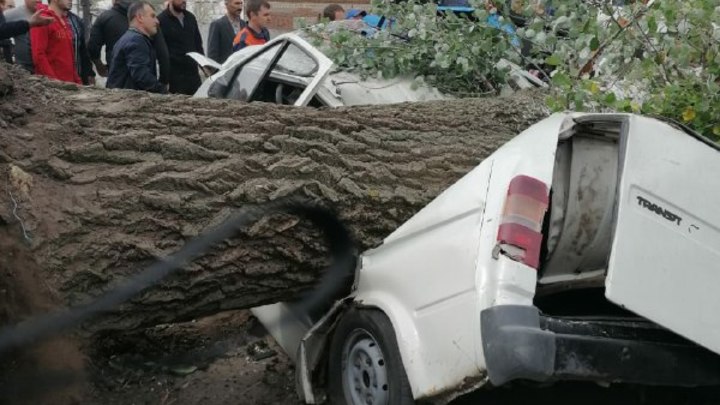 Под Ростовом-на-Дону порыв ветра свалил дерево на фургон: два человека погибли