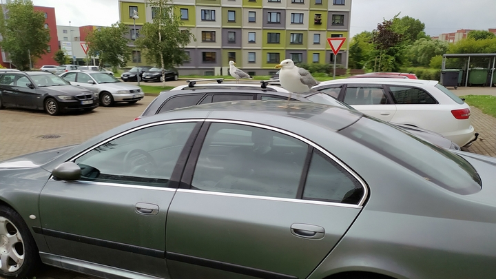 Две банды устроили перестрелку на парковке в Екатеринбурге