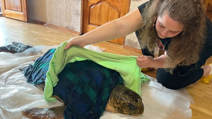 Выброшенную на берег в Анапе гигантскую краснокнижную черепаху могут отправить в Москвариум