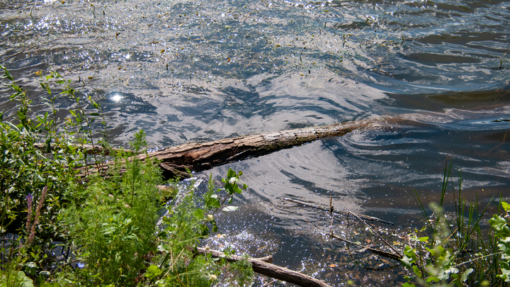RT: В Закарпатье рухнул мост через Тересву, соединявший Украину с 4 странами ЕС