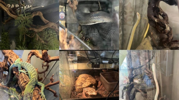 Ядовитых змей и ящериц изъяли у многодетной семьи в Москве