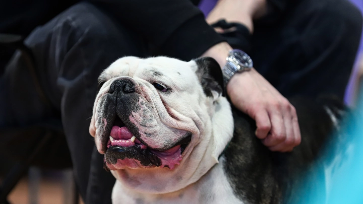 Бульдожий обед трусами стоил хозяйке 80 тысяч рублей