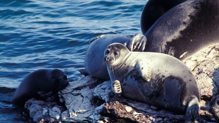 Массовая гибель краснокнижного тюленя: Что известно о беде на Каспии