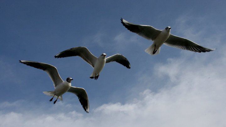 Более 20 очагов птичьего гриппа: Россельхознадзор взволнован массовой гибелью чаек