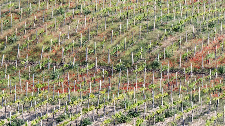 Депутат предлагает разрешить рекламу крымского вина на всех билбордах России 