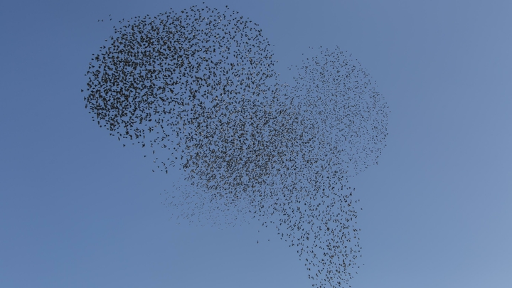 Фотограф снял под Анапой скворцов, сбившихся в рой для защиты от хищных птиц