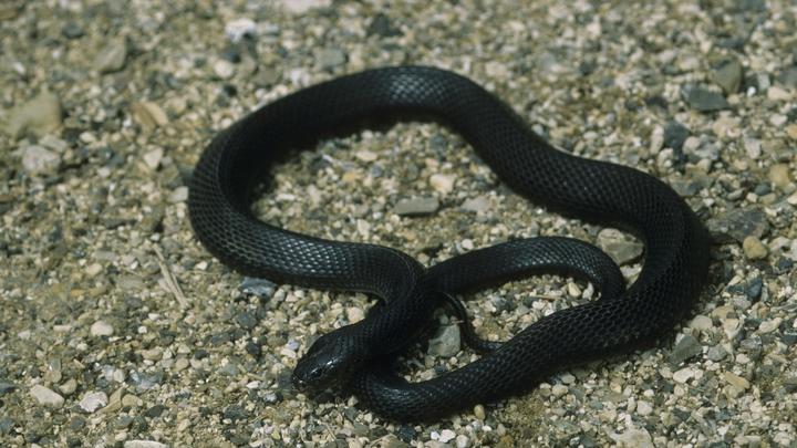Жалит, не открывая рта: В тропиках может исчезнуть недавно открытый вид змей