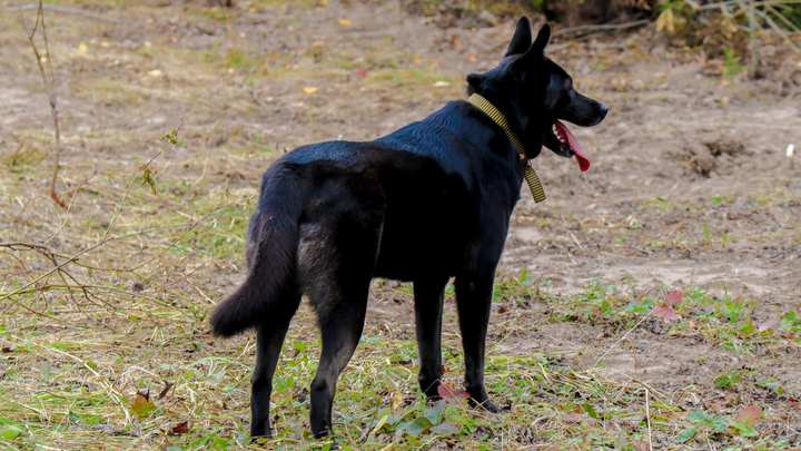 Вместо пёсокафе: В Новосибирске открывается фонд помощи cобакам Dog House