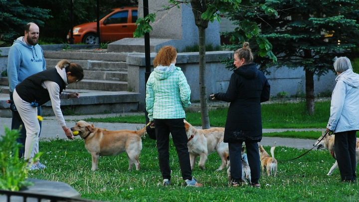 В Суздальском районе на фестивале в поддержку животных в субботу ветврачи проведут бесплатный осмотр