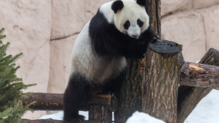 Настоящее снежное кунг-фу панды: Эти видео лучше мультика