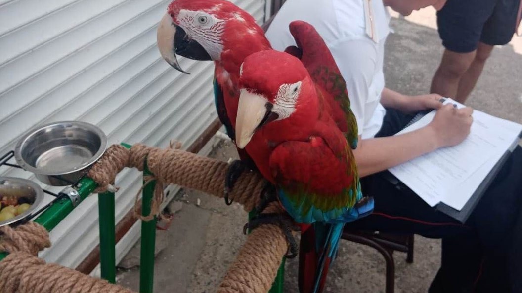 Изъяли животных