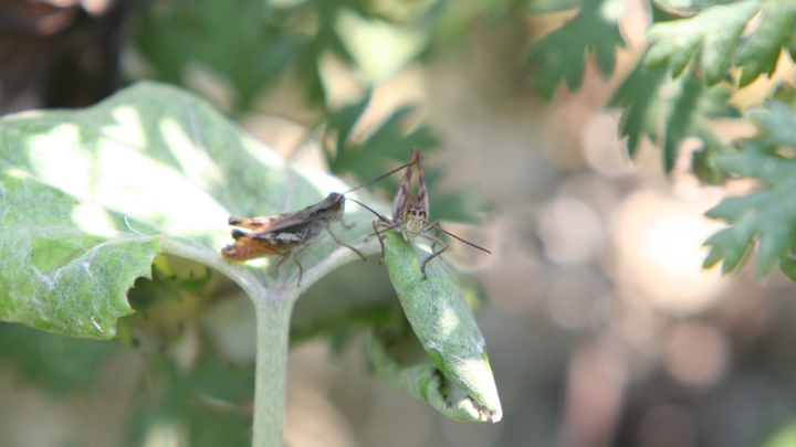 В Краснодарском крае полчища саранчи атаковали поля и плавни