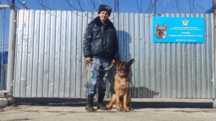 В Самарской области ищут хозяев для служебных овчарок, вышедших на пенсию