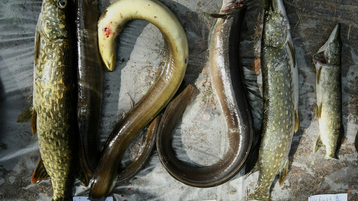 В Коврове торговали щукой второй свежести, в Гусь-Хрустальном просроченными сосисками