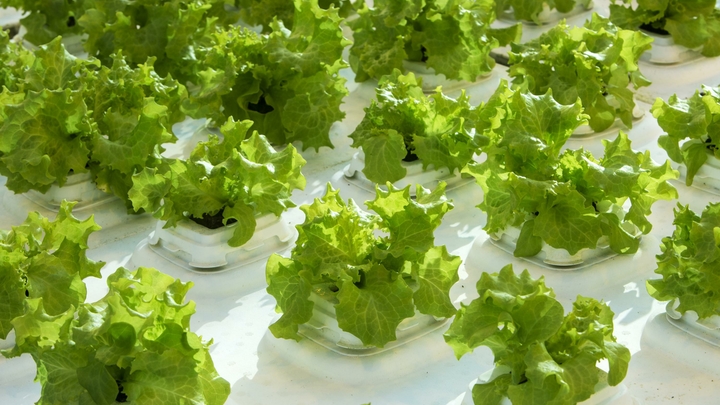 Не мучайте себя листьями салата: Врач объяснила, что не так с диетами из Интернета