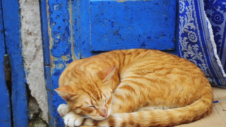 Там точно не достанут: Измученный детьми кот самоизолировался в неожиданном месте