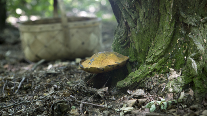 Как не заблудиться в лесу: советы спасателей