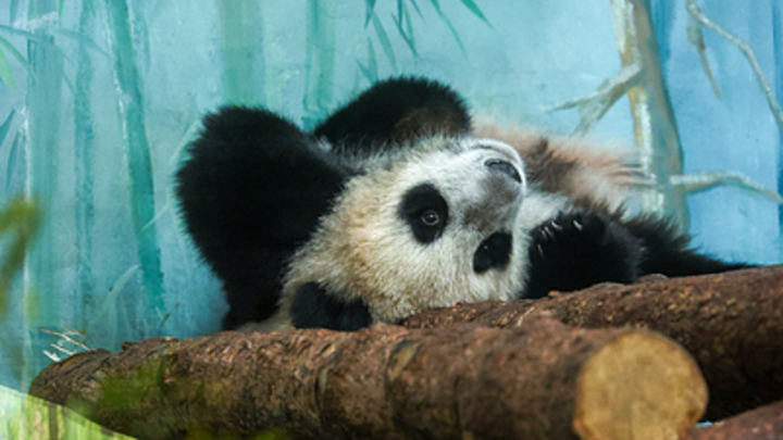 Daily Mail: китайский зоопарк перекрашивал собак и представлял их как панд