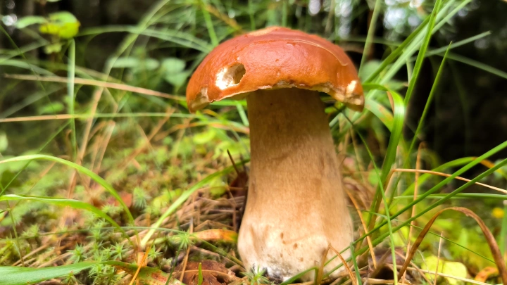 Уникальная находка: в России нашли самый дорогой гриб