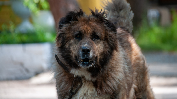 Стая бродячих собак во главе с алабаем нападает на прохожих в Салавате