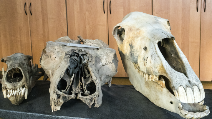 В Египте обнаружили останки хищника, жившего 30 млн лет назад