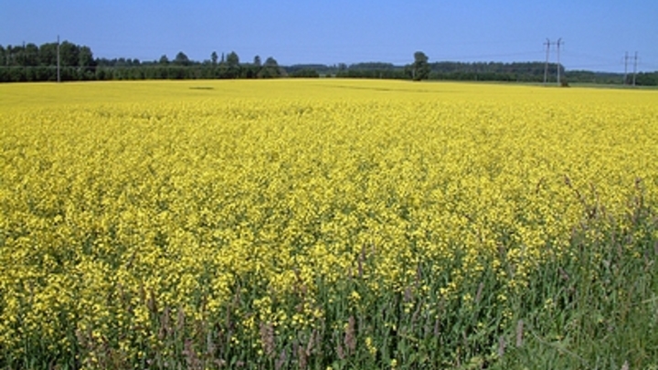 Запад и Россия пришли к боевому перемирию. Нашлось оружие посильнее бомб и танков