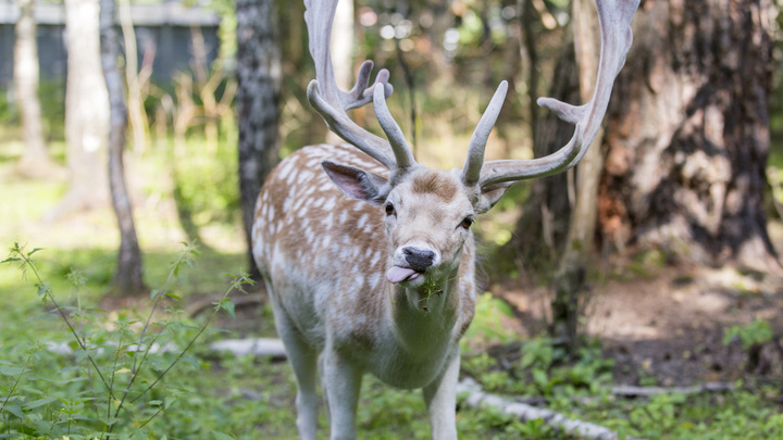 Под Новороссийском спасённый от переработки на мясо олень Бублик обзавёлся потомством