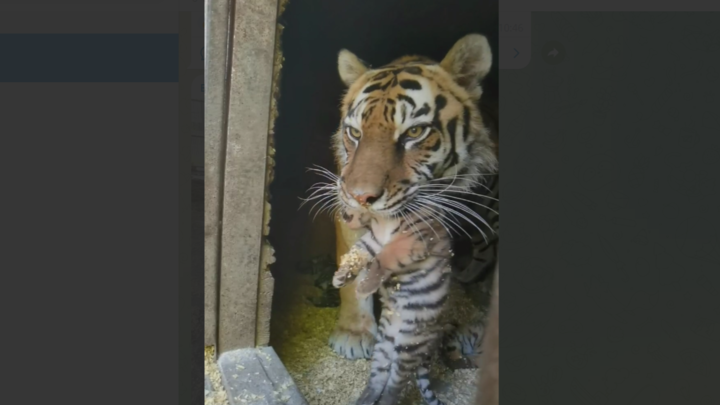 8 тигрят за один день появились на свет в барнаульском зоопарке