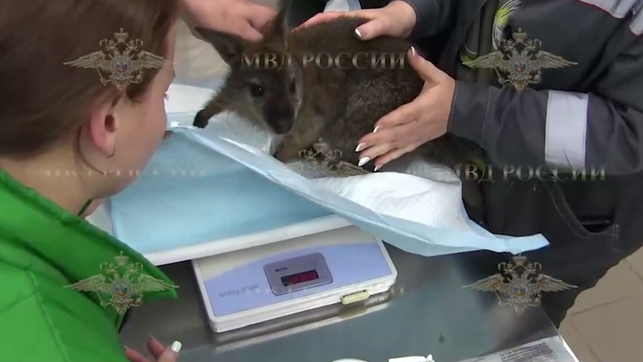 Опубликовано видео задержания карлика, кравшего кенгуру