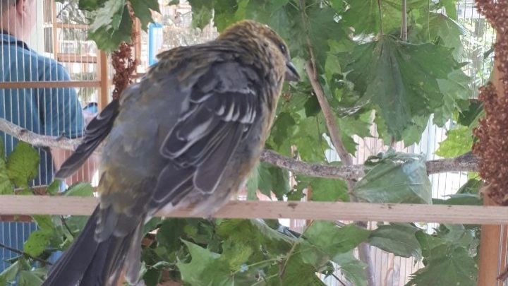 В России пересчитали воробьев: учли не все виды