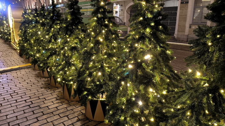 Европейские чудеса: жителей Бельгии призвали не есть рождественские елки