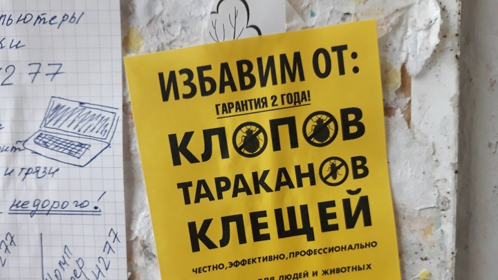 Как избавиться от домашних клопов в Москве: стоимость самостоятельной и профессиональной обработки