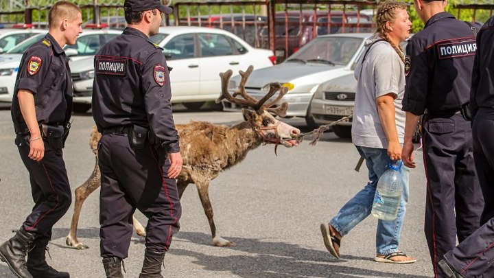 В Златоусте полиция задержала северного оленя